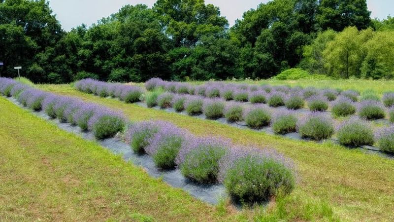 A Family Operation Rooted in Oklahoma Soil