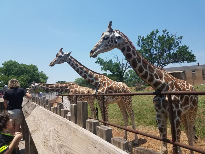 Giraffe Feeding Station Puts You at Eye Level With Giants