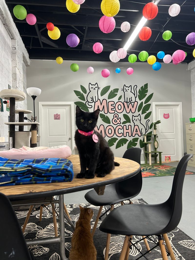 A Cozy Downtown Location That Welcomes Cat Lovers
