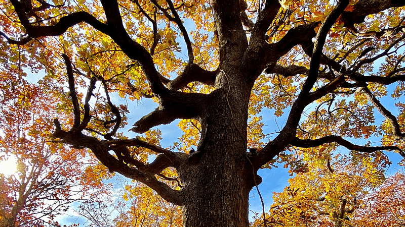 Ancient Trees That Have Seen Centuries Pass