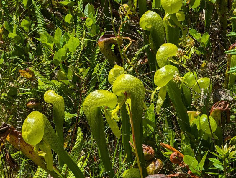 The Only Carnivorous Plant Native to Oregon Lives Here