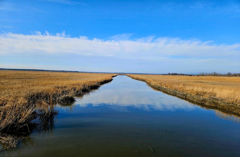 Endless Golden Marshlands That Stretch to the Sky