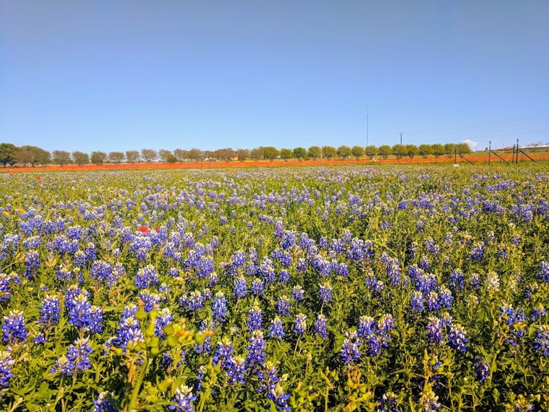 The Wildflower Fields That Stop You in Your Tracks