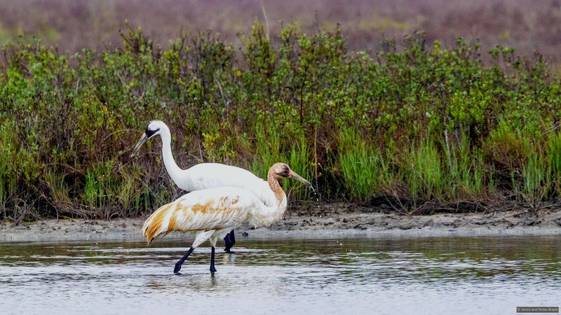 Whooping Cranes Make Their Winter Home Here