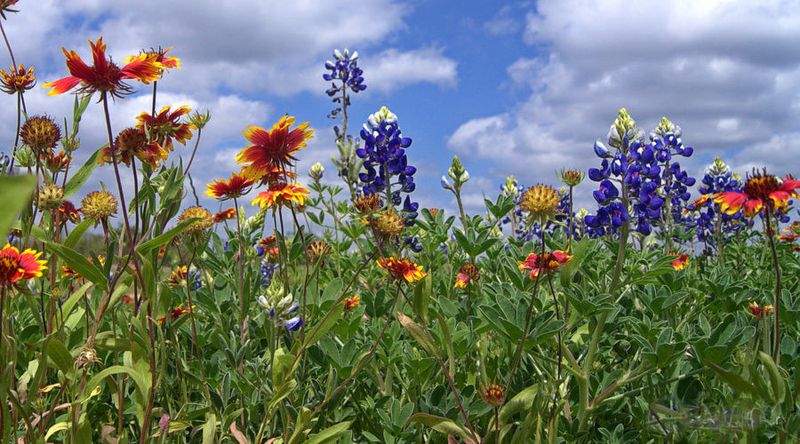 The Monument Hill and Kreische Brewery State Historic Sites