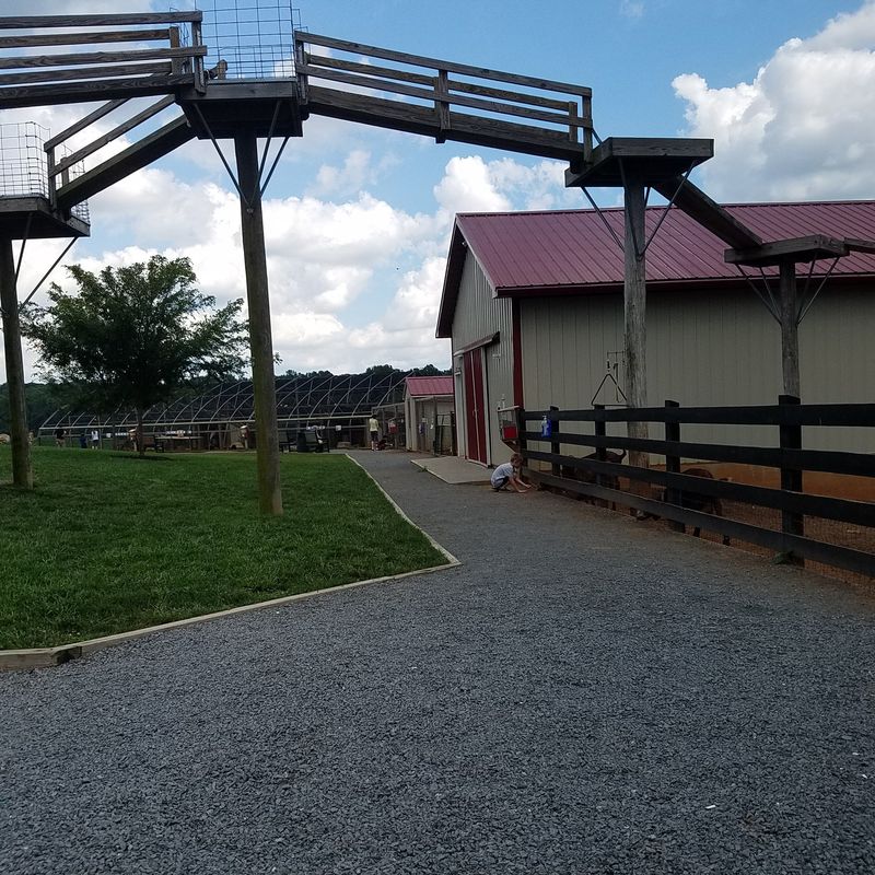 A Petting Zoo That Steals the Show