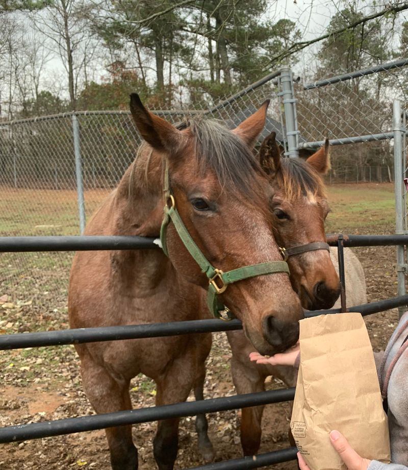 Wild Ponies Turned Into Photo Props