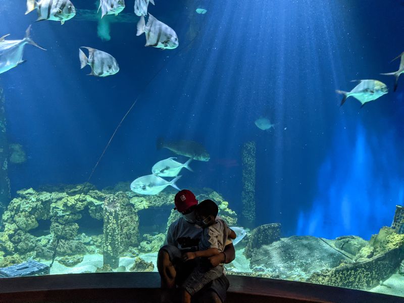 Indoor Aquarium Adventures Bring Ocean Life Up Close