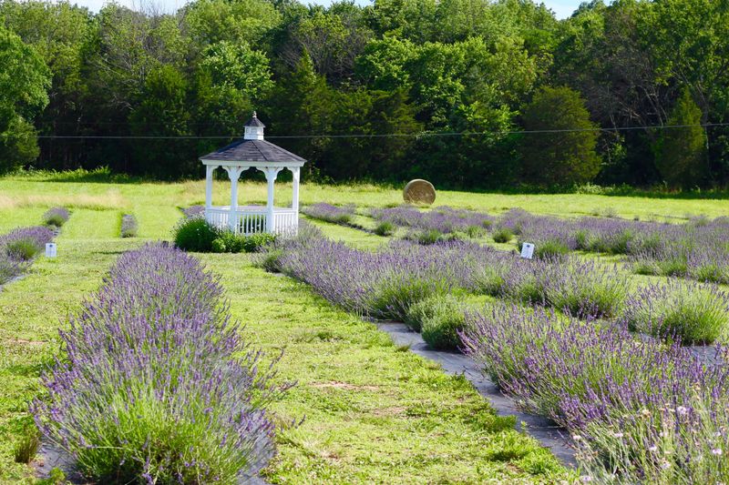 Purple Rows That Stretch Forever