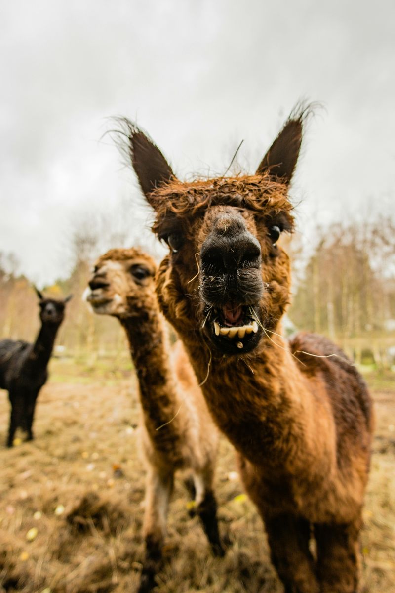 Meet Your Llama Guide at the Trailhead