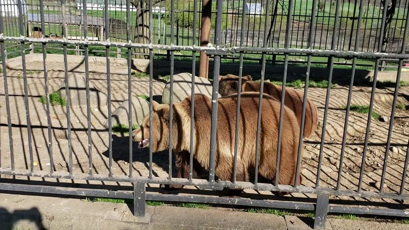 The Legendary Bear Collection at Space Farms