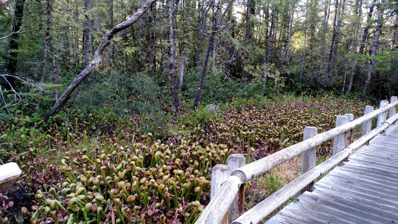 The Trail is Super Short and Accessible