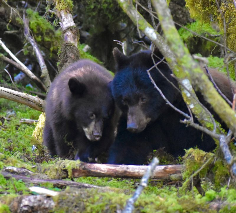 Bear Viewing That Can Be Shockingly Close