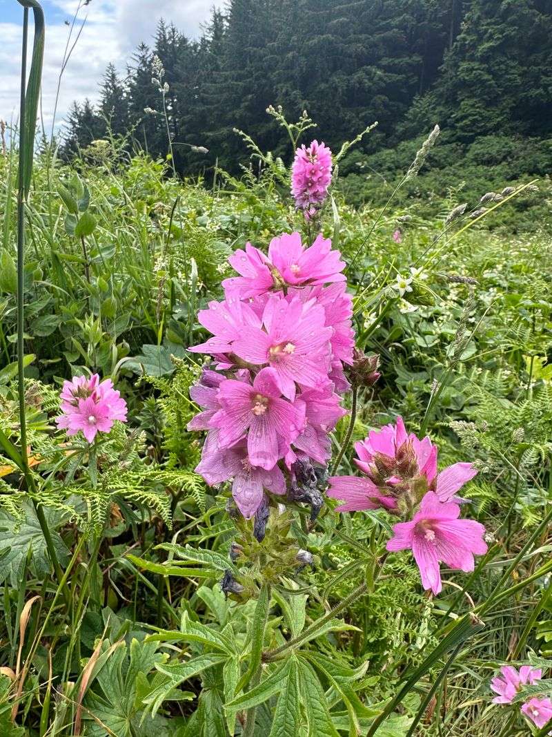 Coastal Meadows and Wildflower Displays