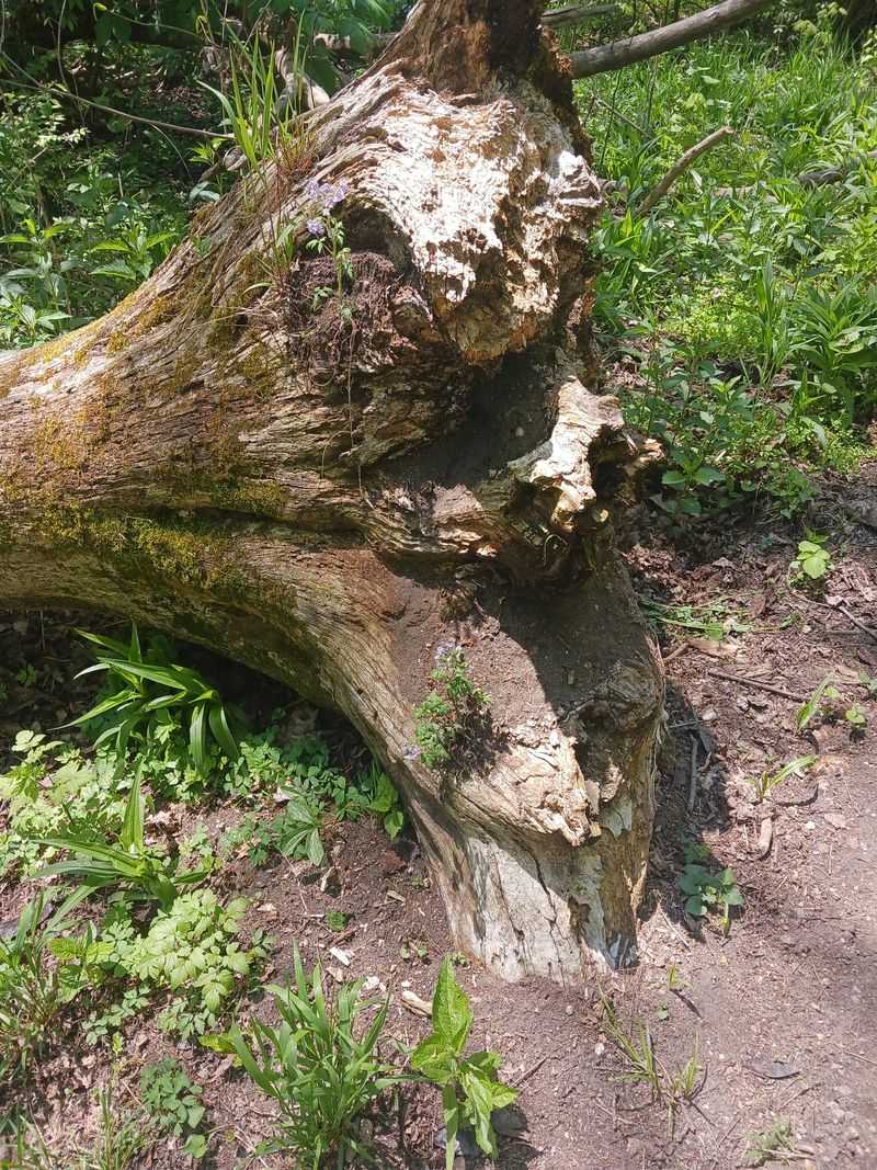 Wildfire Scars Still Healing From Tourist Carelessness