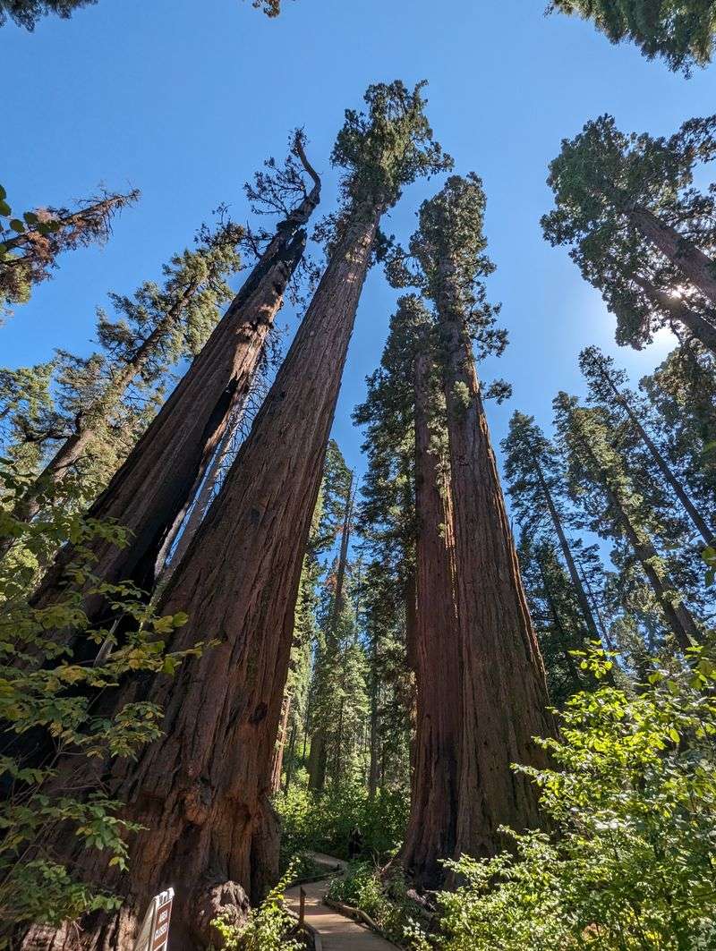 A Forest That Changes With The Seasons