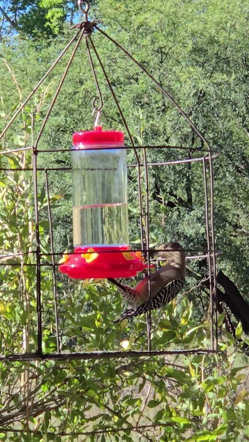Birdlife Shapes The Town’s Identity