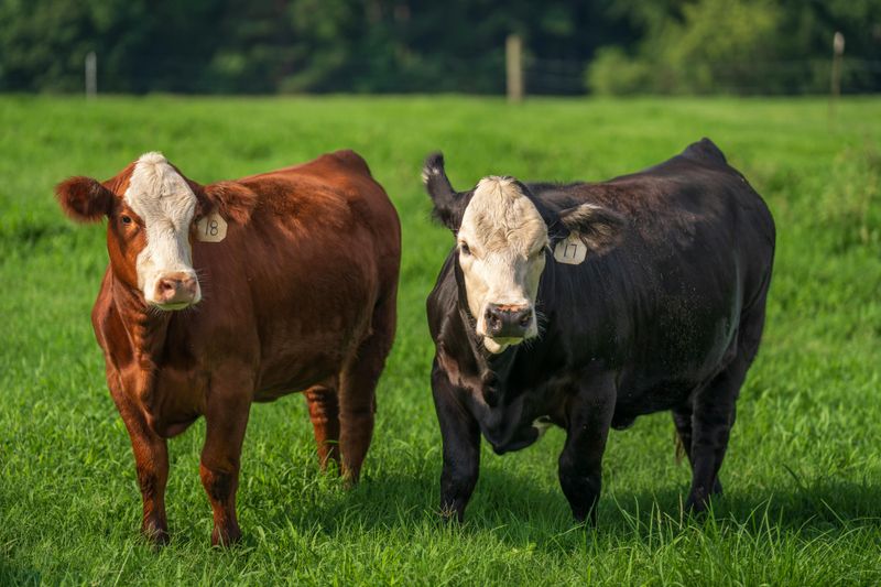Local Ranching Entered The Grocery Aisle
