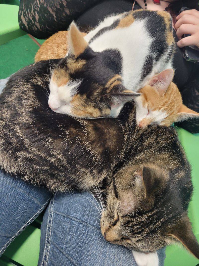 The Cat Lounge Where Personalities Shine