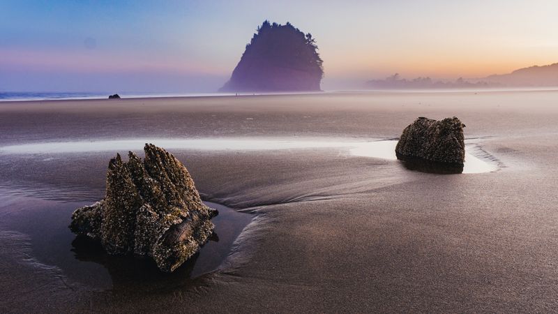 Giants of the Coastal Forest