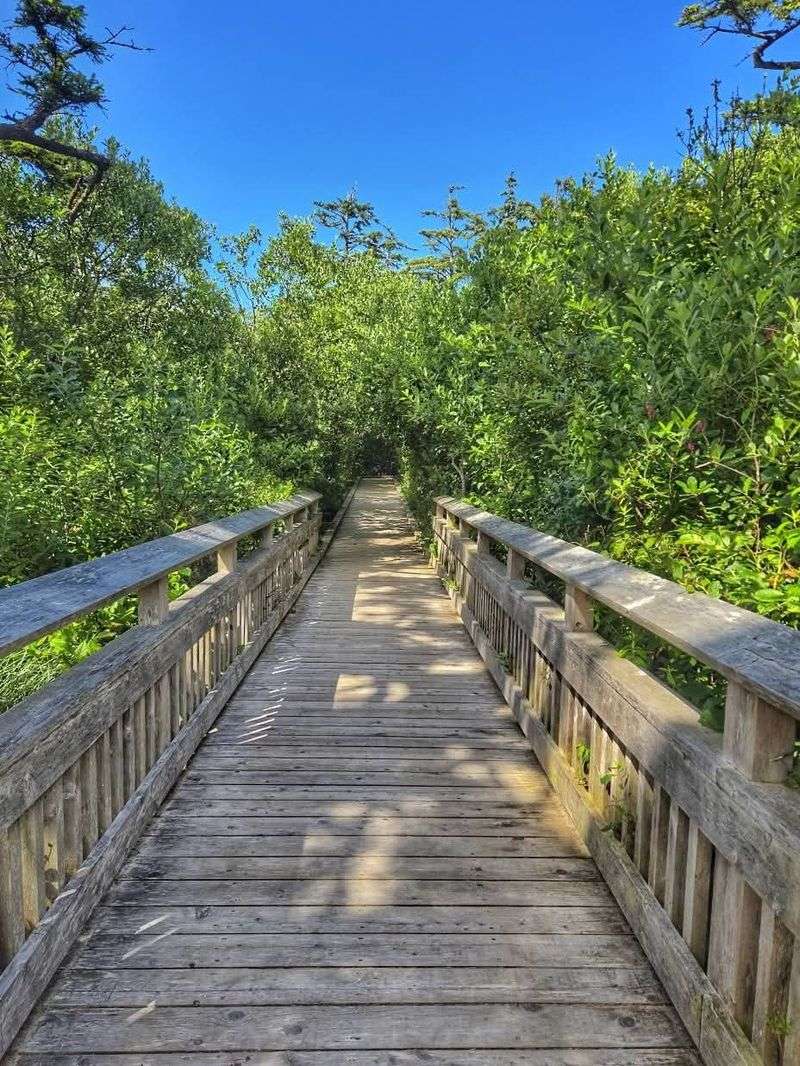 Skunk Cabbage Forest Creates Jungle Atmosphere