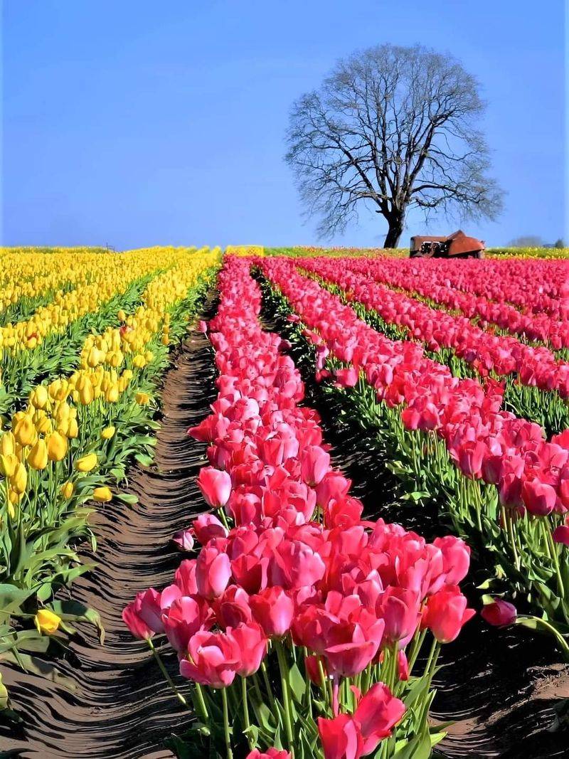 Garden Rosalyn (Mount Vernon)