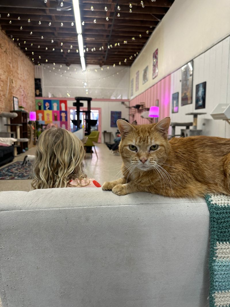 Handcrafted Drinks Range from Coffee to Boba Tea