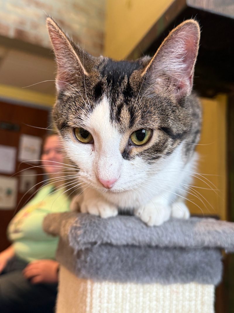 Staff Who Know Every Cat By Name And Personality