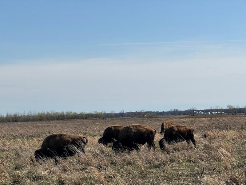 Kankakee Sands Bison Viewing Area (Morocco)