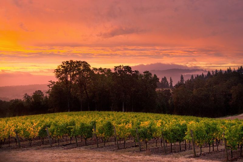 The 35-Acre Willamette Valley Setting