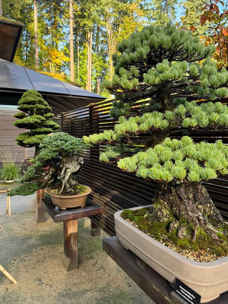 Bonsai Terrace Collection of Living Sculptures