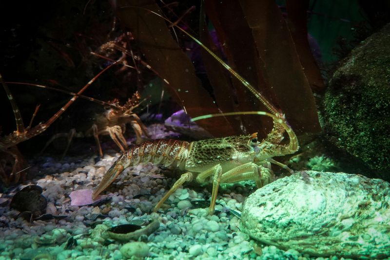 The “Do Not Move Live Crayfish” Rule That Sounds Fake Until You Read It