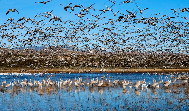 Bosque Del Apache