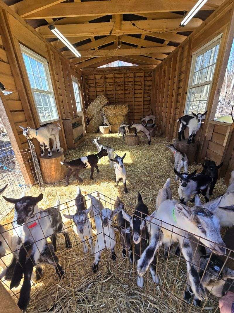 Gorgeous Goat Creamery, New Jersey