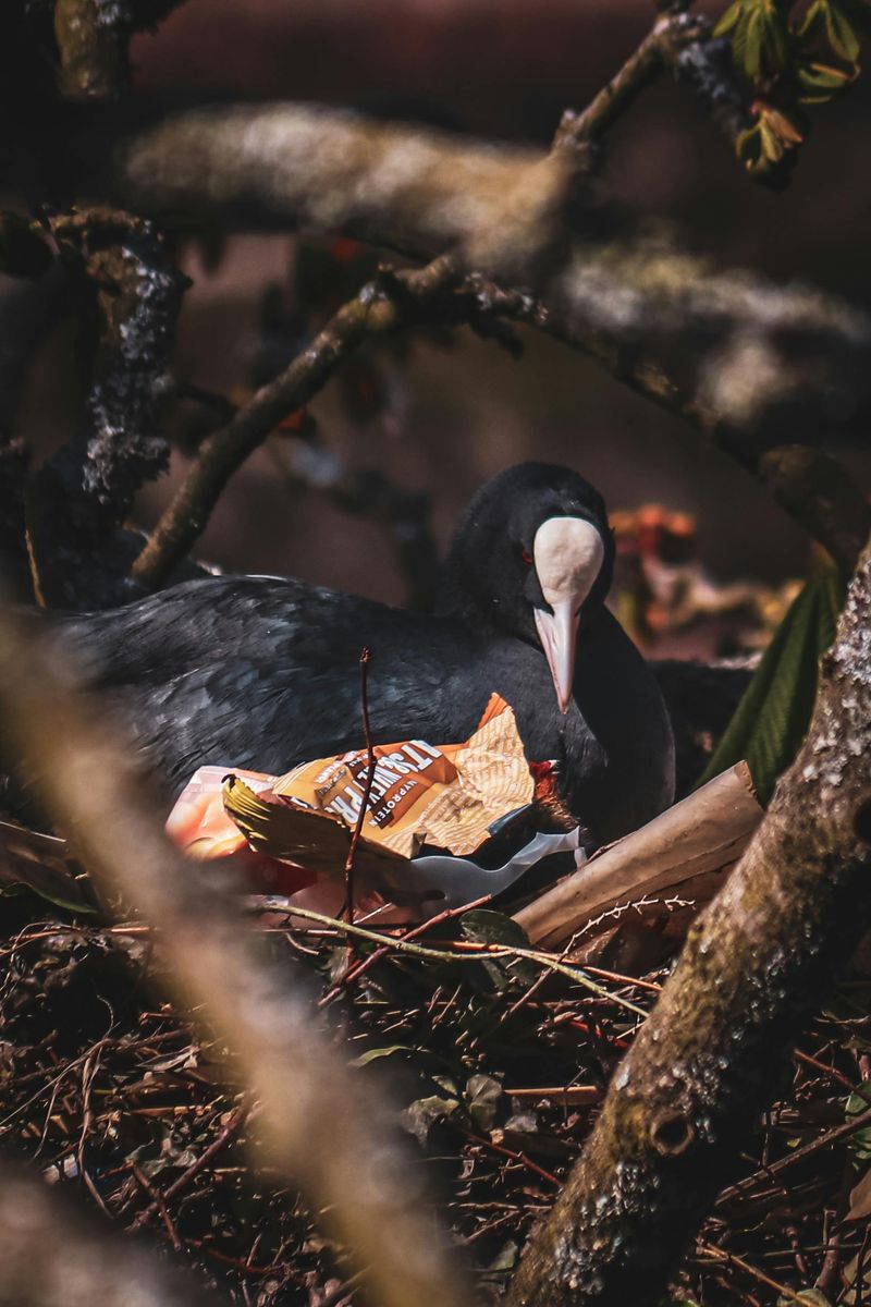 Noise Disrupting Wildlife Behavior