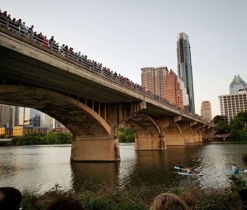The Mexican Free-Tailed Bat Up Close