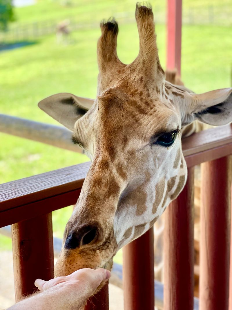 Budgie Aviary Creates Colorful Chaos and Joy