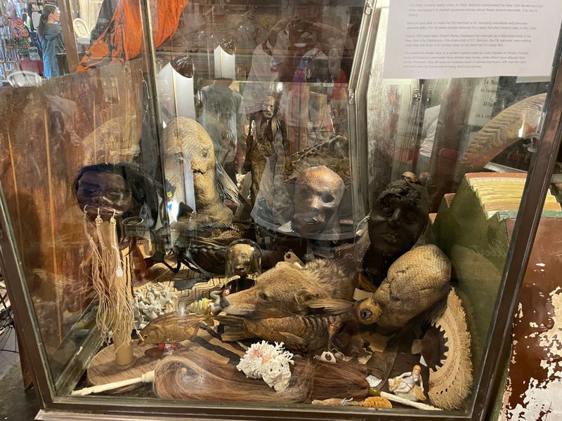 Fossils, Crystals, and Natural Specimens