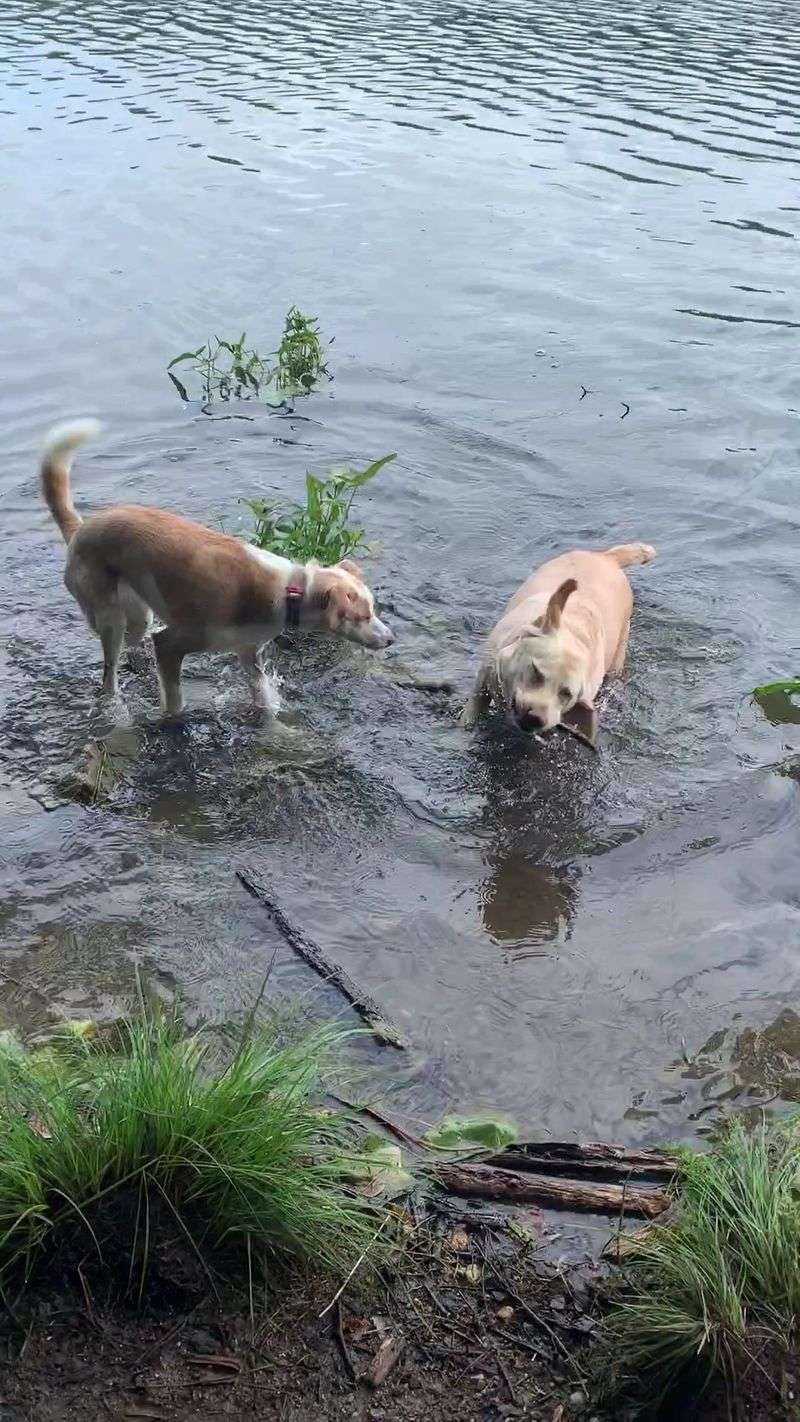Dog-Friendly Trails Welcome Four-Legged Adventurers