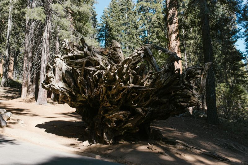 Root Systems Are More Fragile Than They Look Root Systems Are More Fragile Than They Look