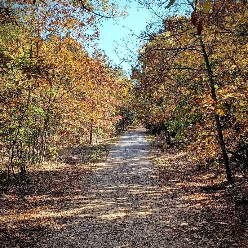 Fall Foliage That Transforms the Entire Forest