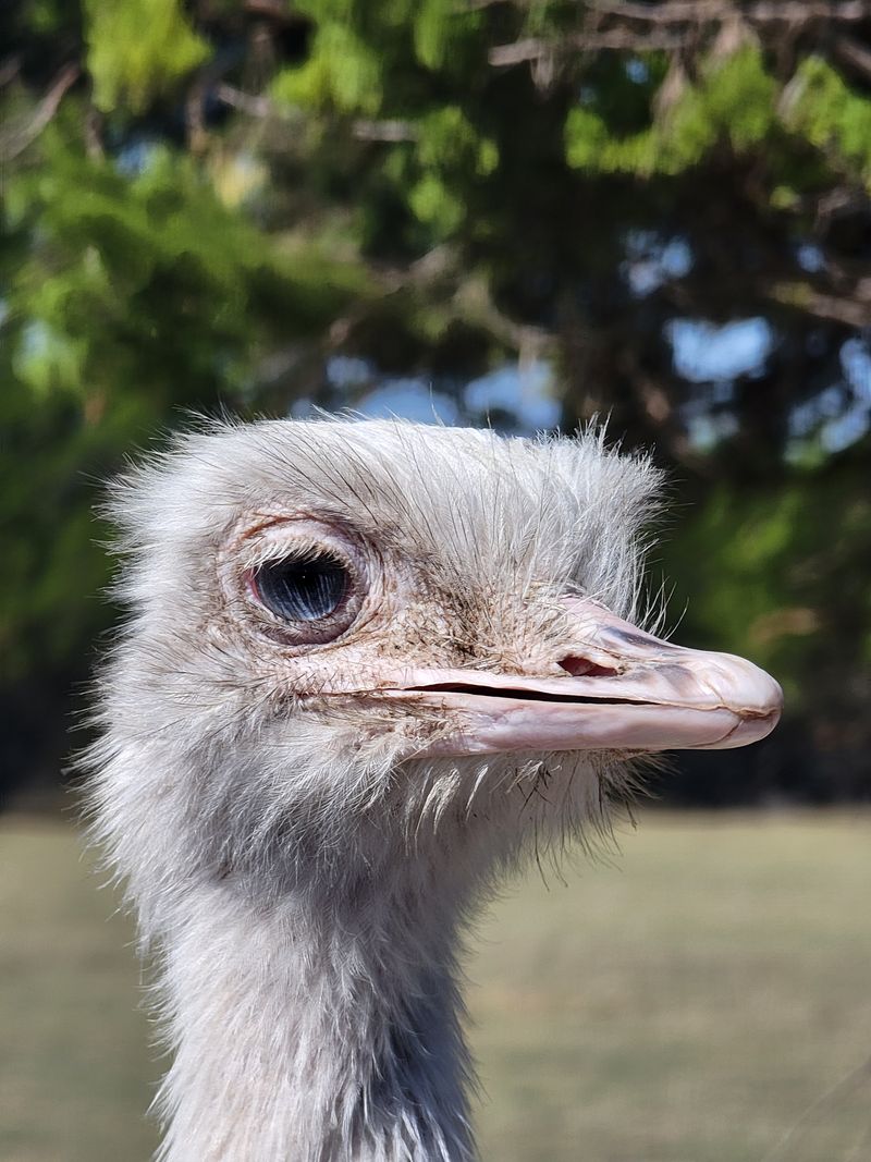 Ostriches That Command Attention