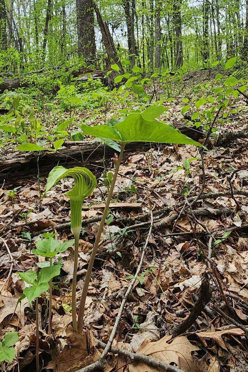 Diverse Forest Ecosystem With Native Trees