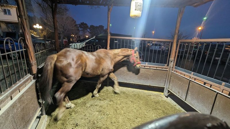 Petting Zoo and Animals Make It a Family Destination