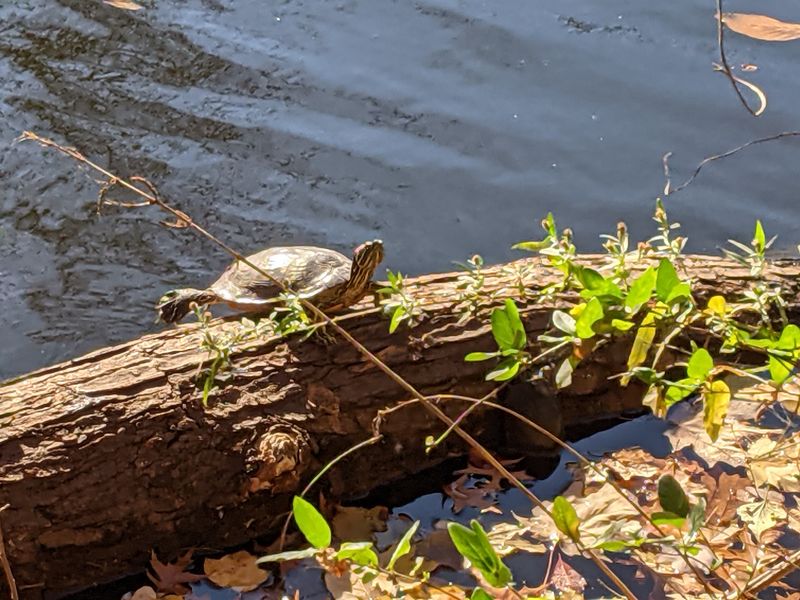 Wildlife Viewing Along the Canal Corridor