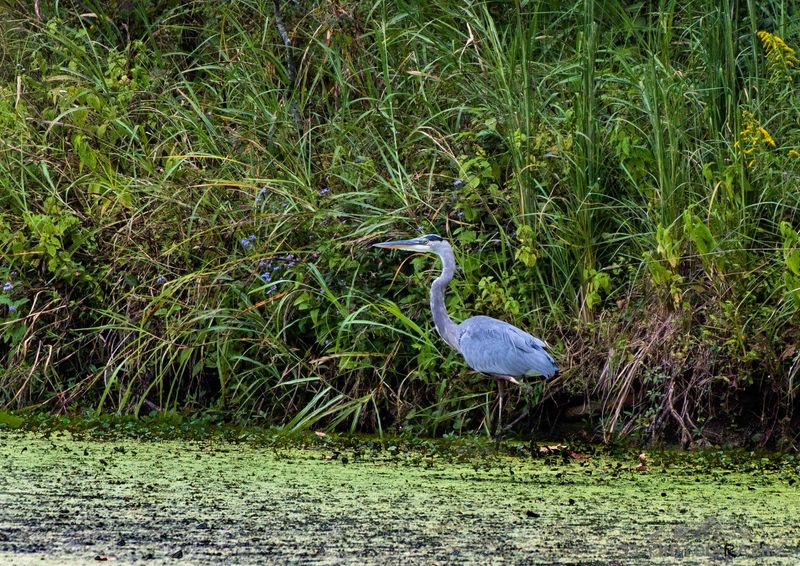 Wildlife Encounters Beyond the Birds