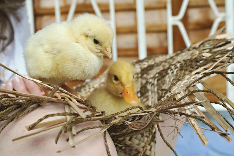 Why Chicks, Ducklings, And Rabbits Get Special Protection In The Statute