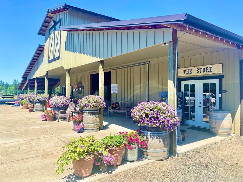 Fiber, Fleece, and the Art of Alpaca Wool