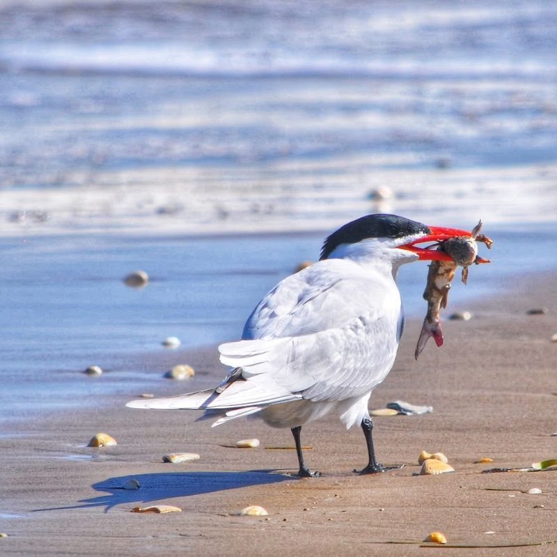 The Wildly Underrated Bird Watching Scene