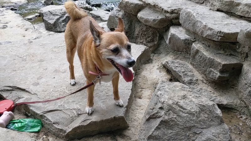 Bringing the Dog Along Is Genuinely Encouraged